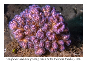 Cauliflower Coral