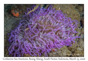 Corkscrew Sea Anemone