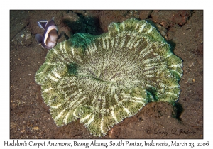 Haddon's Carpet Anemone