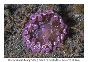 Disc Anemone