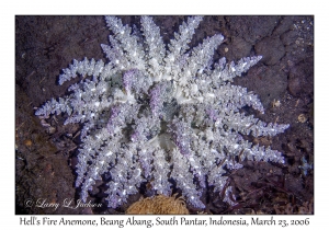 Hell's Fire Anemone