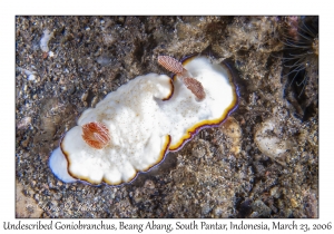 Undescribed Goniobranchus