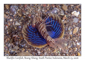 Blackfin Lionfish