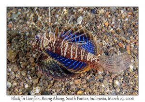 Blackfin Scorpionfish