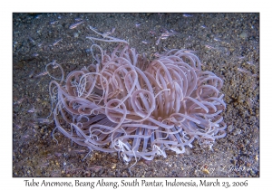 Tube Anemone