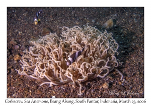 Corkscrew Sea Anemone