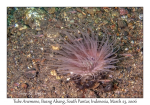 Tube Anemone