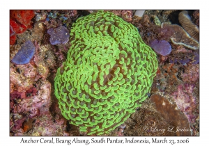 Anchor Coral