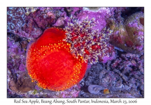 Red Sea Apple