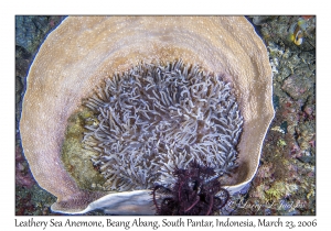 Leathery Sea Anemome