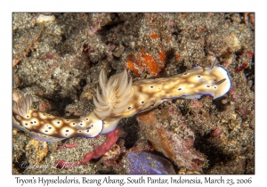 Tryon's Hypselodoris