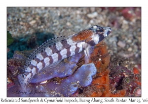 Reticulated Sandperch & Cymathoid Isopods