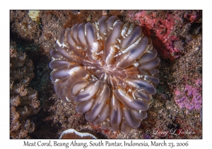 Meat Coral