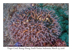 Finger Coral