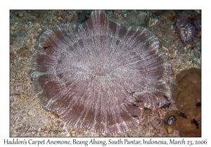 Haddon's Carpet Anemone