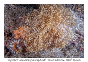 Frogspawn Coral