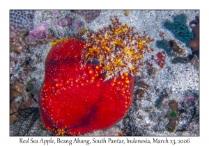 Red Sea Apple