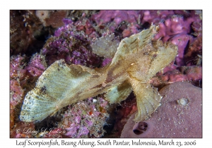 Leaf Scorpionfish