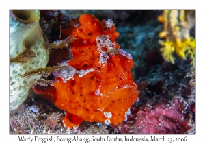 Warty Frogfish