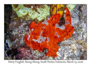 Warty Frogfish