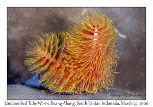 Undescribed Tubeworms