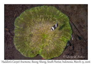 Haddon's Carpet Anemone