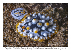 Exquisite Phyllidia