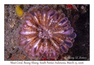 Meat Coral