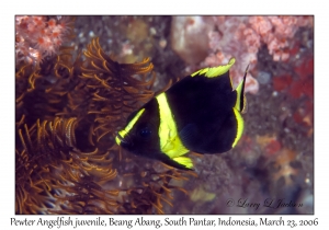 Pewter Angelfish juvenile