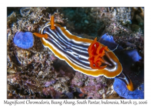 Magnificent Chromodoris