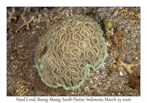 Hard Coral