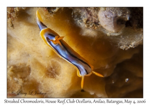 Streaked Chromodoris