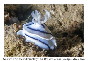 Willan's Chromodoris