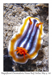 Magnificent Chromodoris