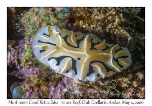 Mushroom Coral Reticulidia