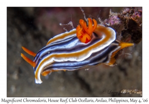 Magnificent Chromodoris