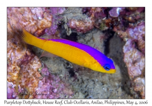 Purpletop Dottyback