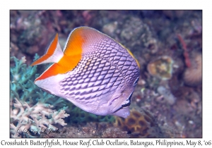 Crosshatch Butterflyfish