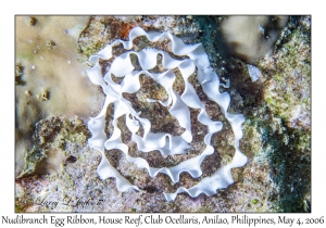 Nudibranch Egg Ribbon