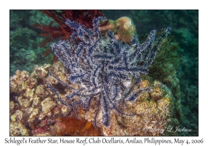 Schlegel's Feather Star