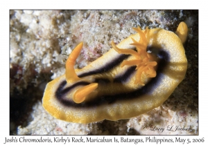 Josh's Chromodoris