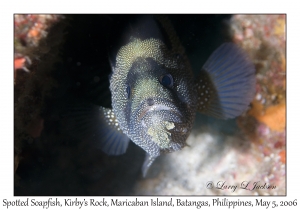 Spotted Soapfish