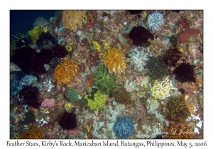 Feather Stars