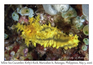 Yellow Sea Cucumber