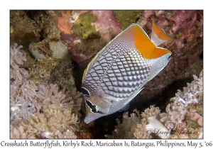 Crosshatch Butterflyfish