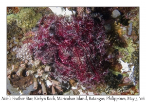 Noble Feather Star