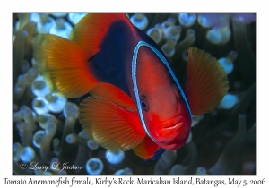 Tomato Anemonefish female