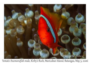 Tomato Anemonefish male