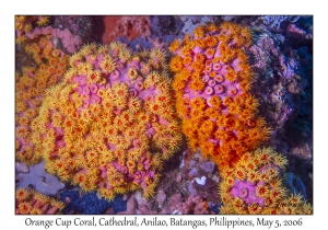 Orange Cup Coral