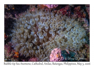 Bubble-tip Sea Anemone